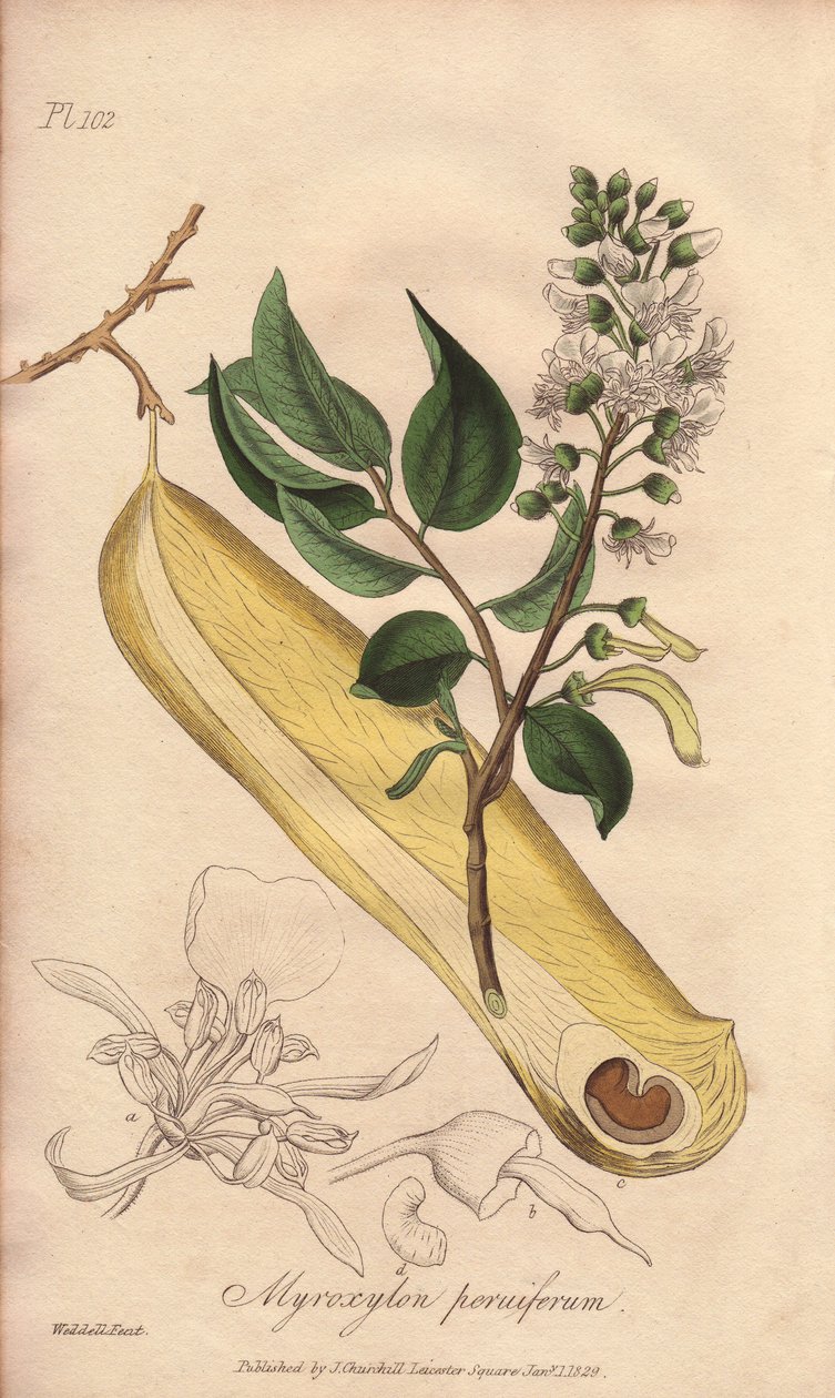 Febertræ (Myroxylon peruiferum) - stærkt vand af William Clarke til illustration af "Medical Botanical, Description of the Medicinal Plants of London, Edinburgh and Dublin" af John Stephenson og James Morss Churchill, udgivet i London af John Church af Unbekannter Künstler