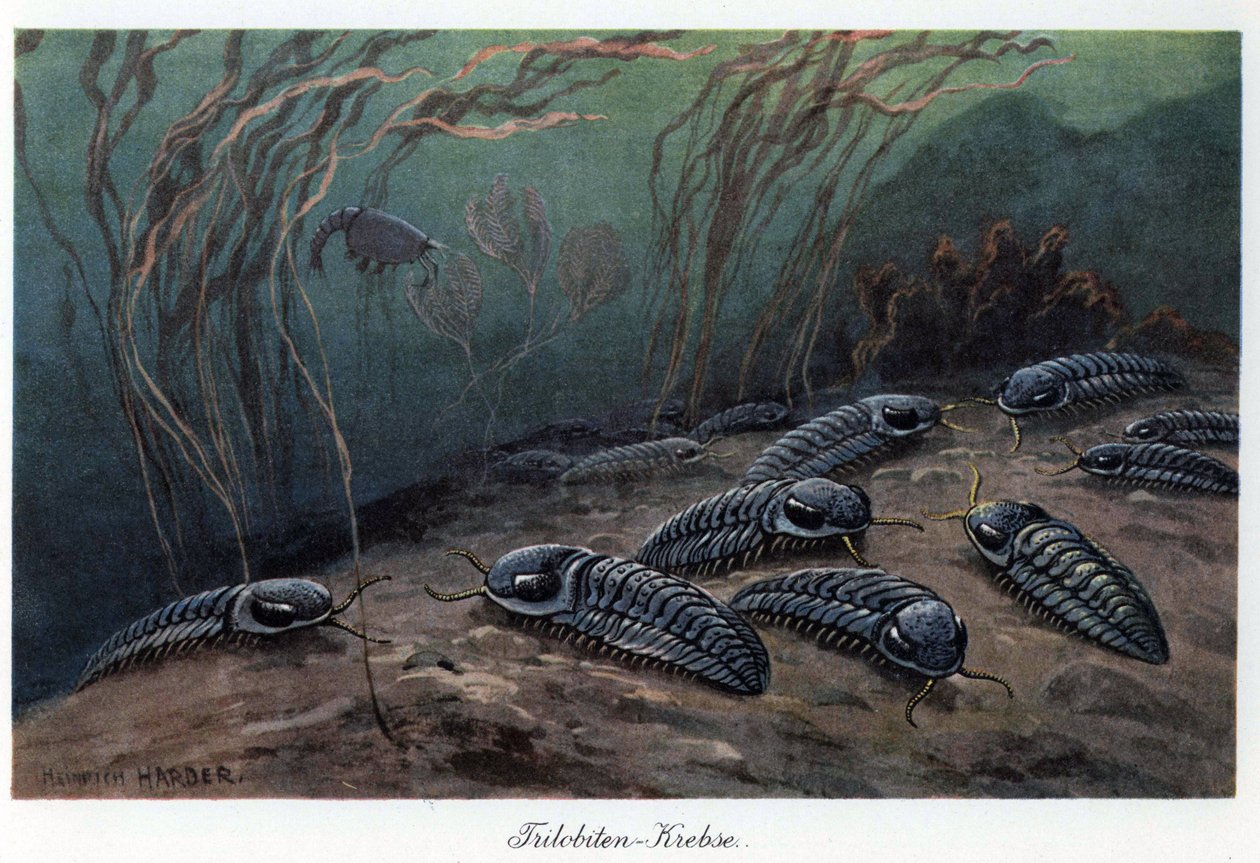 Trilobitter (tre lapper), fossile marine leddyr af familien Trilobia, som har levet i palæozoikum (urtiden), fra kambrium til perm. Farveillustration af Heinrich Harder (1858-1935), i "Tiere der Urwelt" (Forhistoriens dyr), tekst af Unbekannter Künstler