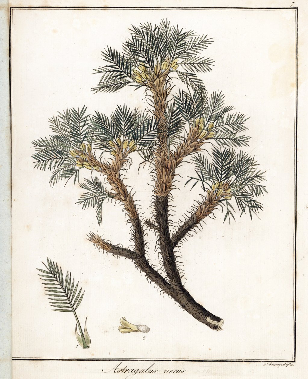 Ægte Astragalus - Litografi af F. Guimpel, uddrag fra medicinsk botanik af Friedrich Gottlob Haynes (1763-1832), Berlin af Unbekannter Künstler