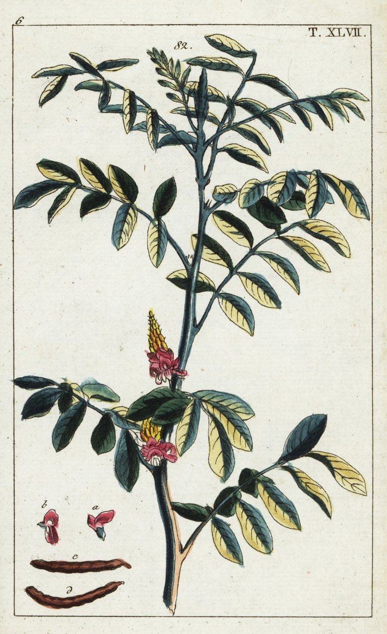 Ægte indigo, Indigofera tinctoria. af Unbekannter Künstler