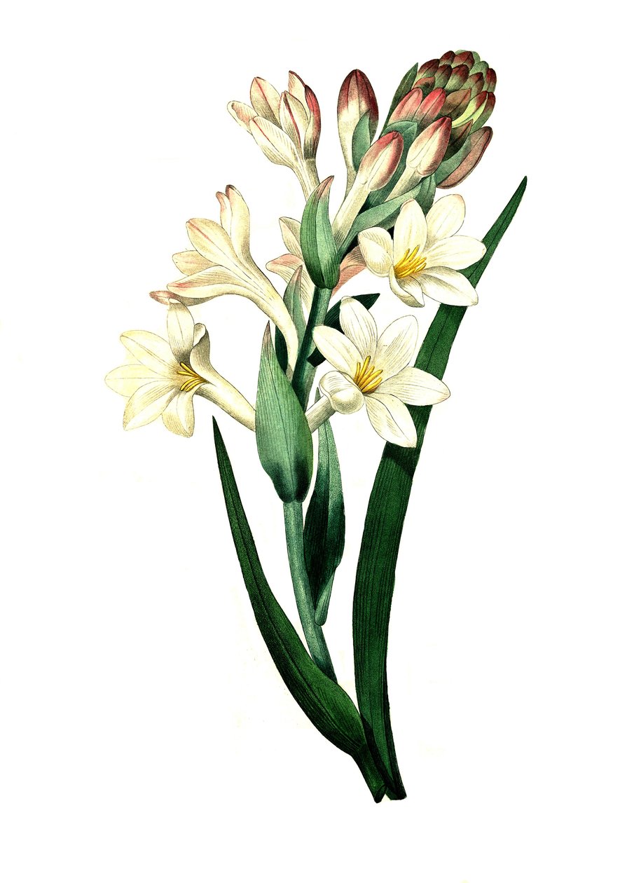 Tuberose, Agave amica (Agave polianthes), digital reproduktion af et originalt kunstværk fra det 18. århundrede af Unbekannter Künstler