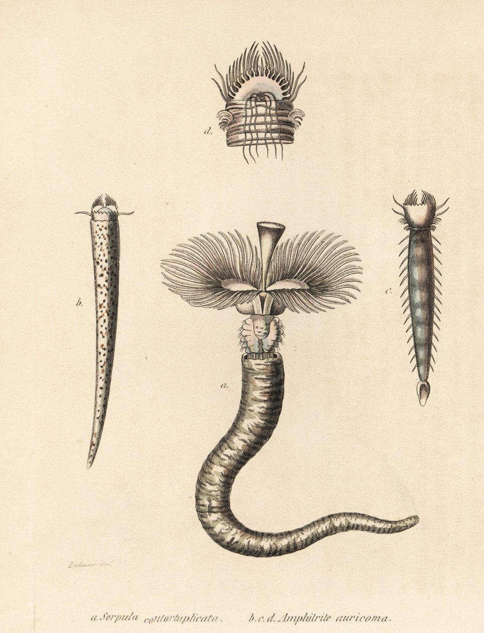 Rørorm, Serpula vermicularis (Serpula contortuplicata), og vifteorm, Amphictene auricoma (Amphitrite auricoma). Håndkoloreret litografi af Gebhart efter en illustration af Zehner fra Georg Friedrich Treitschkes naturhistoriske galleri, Naturhistoris. af Unbekannter Künstler
