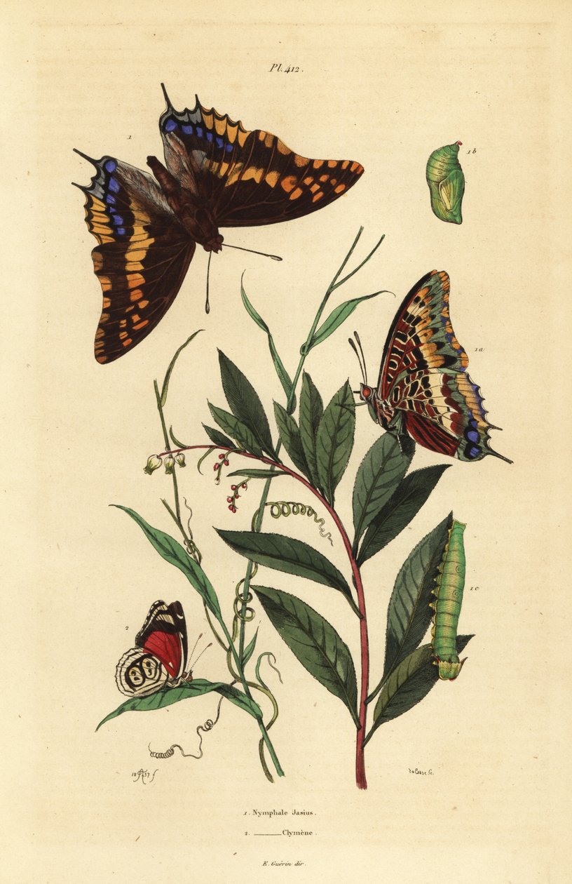 Tohalet pasha eller rævekejser, Charaxes jasius, med puppe og larve 1, og Cramers 88 sommerfugl, Diaethria clymena 2 af Unbekannt