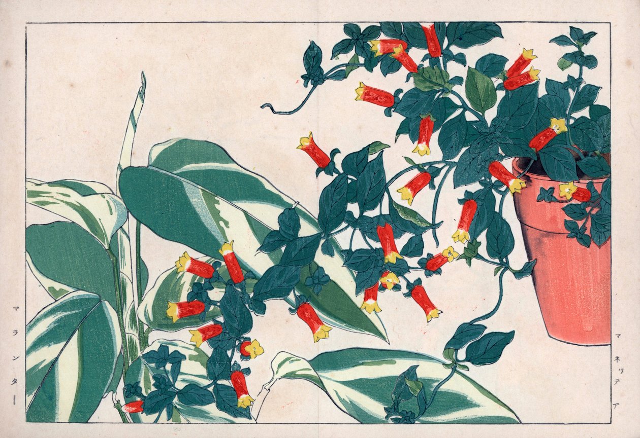 Tofarvet manettia i potte og dicadame eller urt med pile. Fyrværkerivin, Manettia bicolor, i en urtepotte og pileurt, Maranta arundinacea. Håndkoloreret træsnit fra Konan Tanigamis "Seiyou Sokazufu" (Billedalbum med vestlige planter og af Unbekannter Künstler