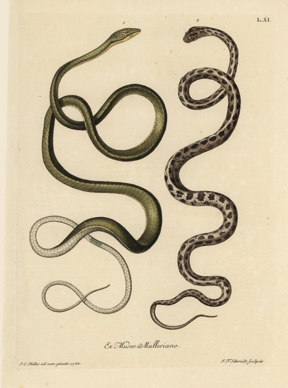 To slanger fra Surinam: Grøn slange (Malayan green whipsnake, Ahaetulla mycterizans) og ternet strømpebåndsslange, Thamnophis marcianus. Surinams grønne slange, Coluber mycterizans, en hvid slange, der er elegant farvet med sort i en kæde. Håndfarvet kappe af Unbekannter Künstler
