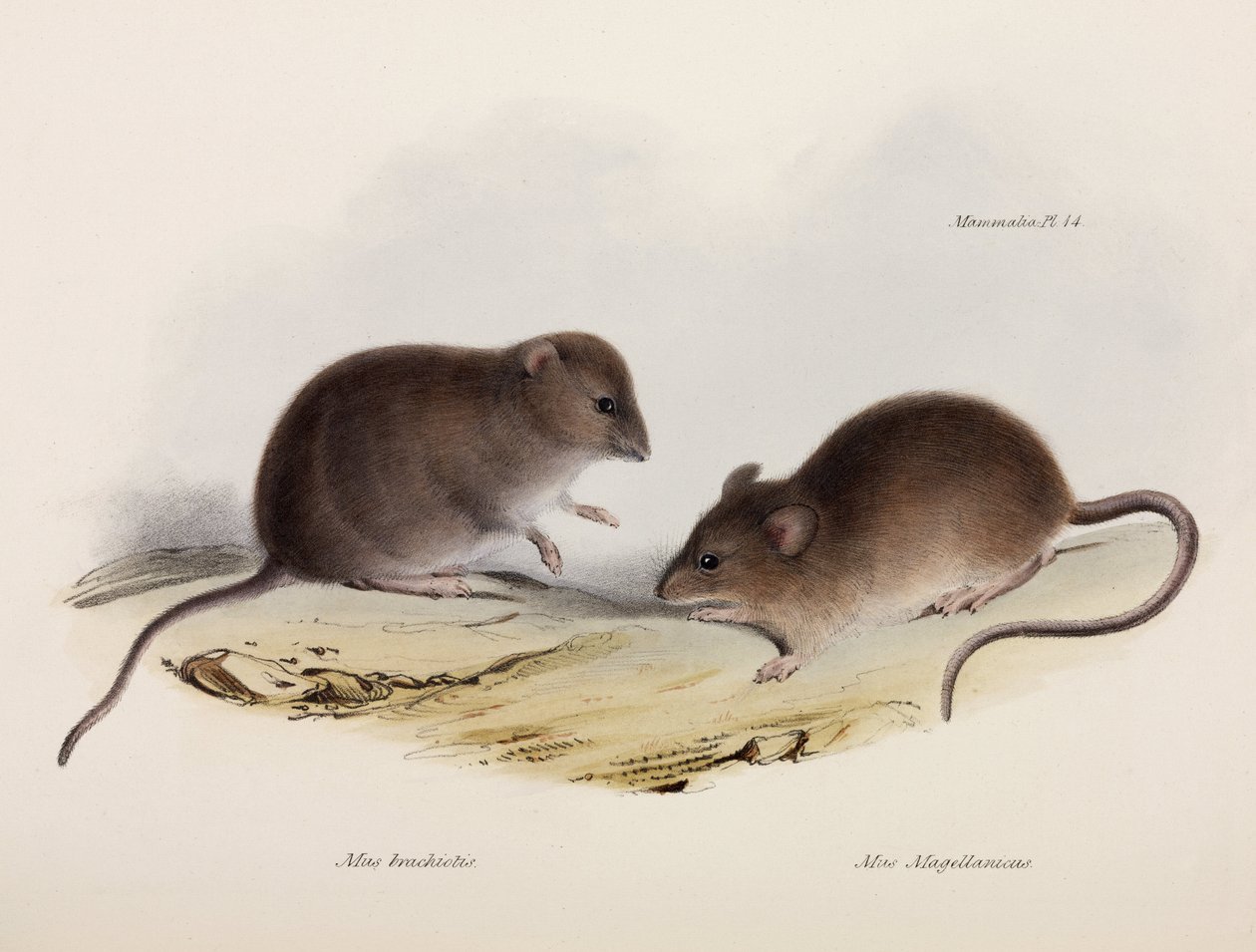 To typer mus, Sydamerika, c 1832-1836 af Unbekannt