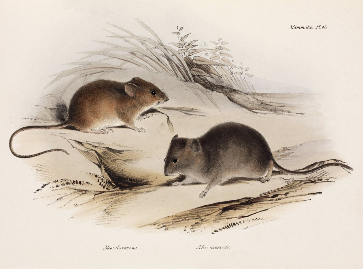 To typer mus, Sydamerika, c 1832-1836 af Unbekannt