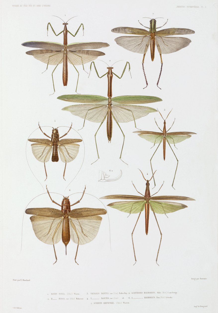 Typer af insekter, Australien og Indonesien af Unbekannter Künstler