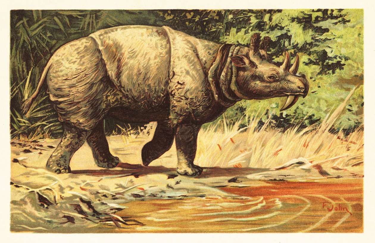 Uintatherium anceps, uddødt planteædende pattedyr fra eocæn.1908 (litografi) af Unbekannter Künstler