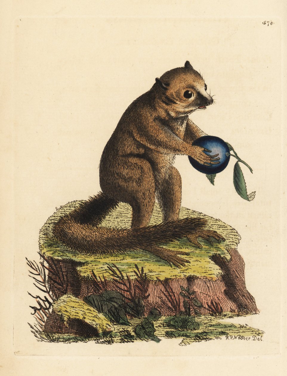 Ukendt art af bushbaby eller musemur (Minute lemur, Lemur minutus). Illustration tegnet og graveret af Richard Polydore Nodder. Håndkoloreret kobberstik fra George Shaw og Frederick Nodders The Naturalist