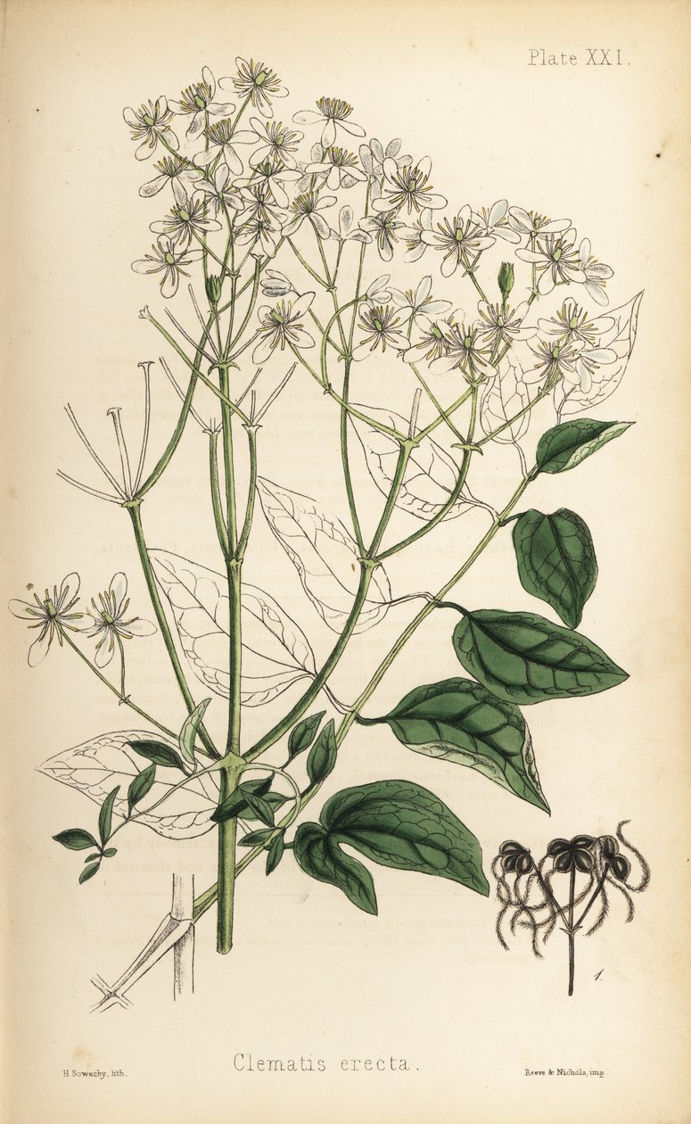 Oprejst jomfruhummer, Clematis recta (Clematis erecta). Håndkoloreret litografi af Henry Sowerby fra Edward Hamiltons Flora Homeopathica, Bailliere, London. af Unbekannter Künstler