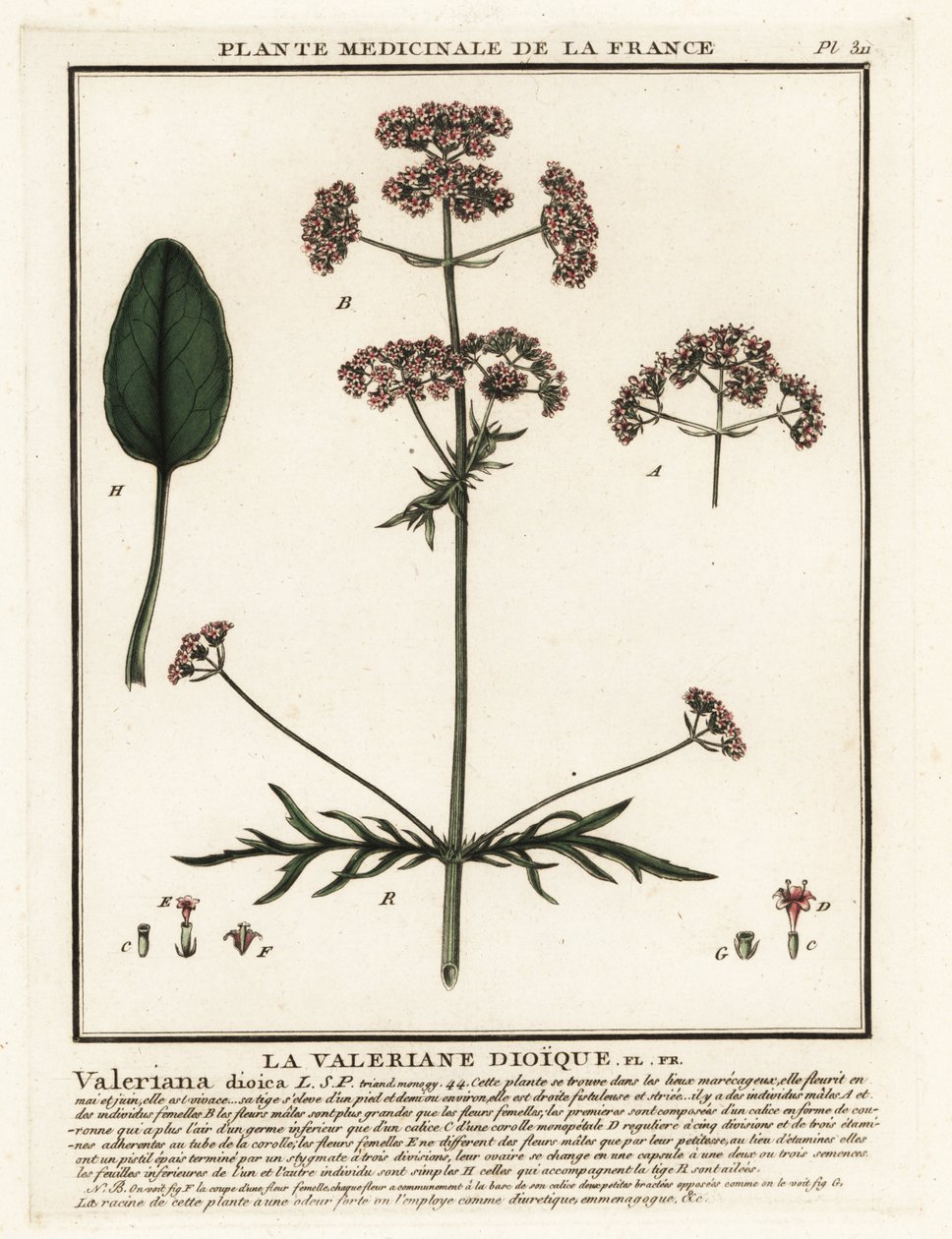 Baldrian, Valeriana dioica. af Unbekannter Künstler