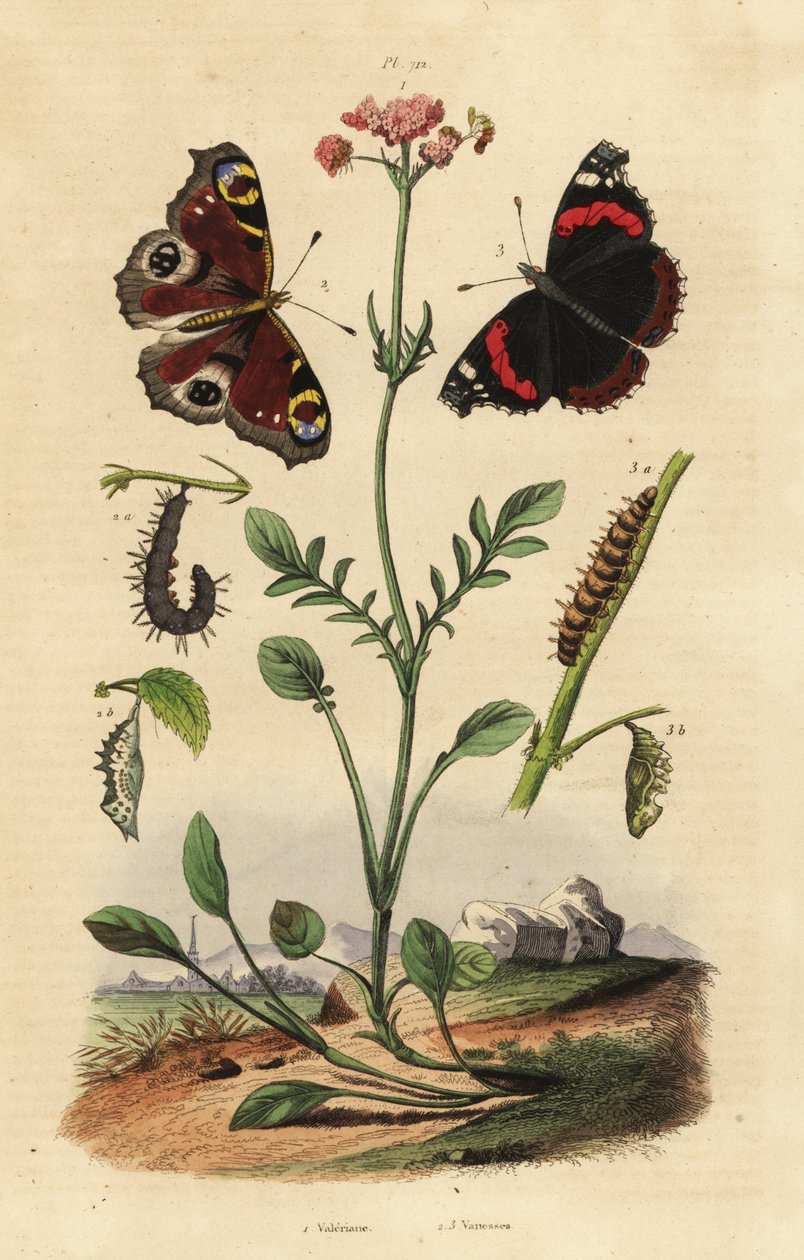 Baldrian, Valeriana officinalis 1, påfugl sommerfugl, Aglais io 2, rød admiral, Vanessa atalanta 3 af Unbekannt