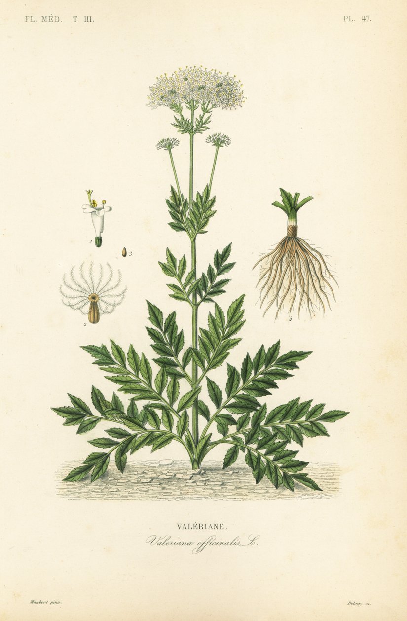 Baldrian, Valeriana officinalis, Baldrian af Unbekannt