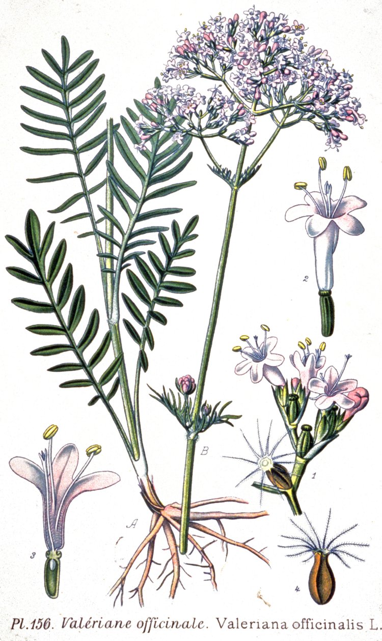 Valerian officinale, c.1880-1900 (engraving) af Unbekannter Künstler