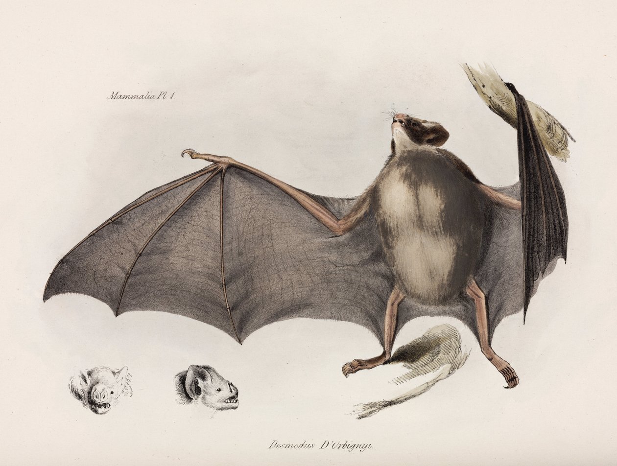 Vampyr flagermus, Sydamerika, c 1832-1836 af Unbekannter Künstler