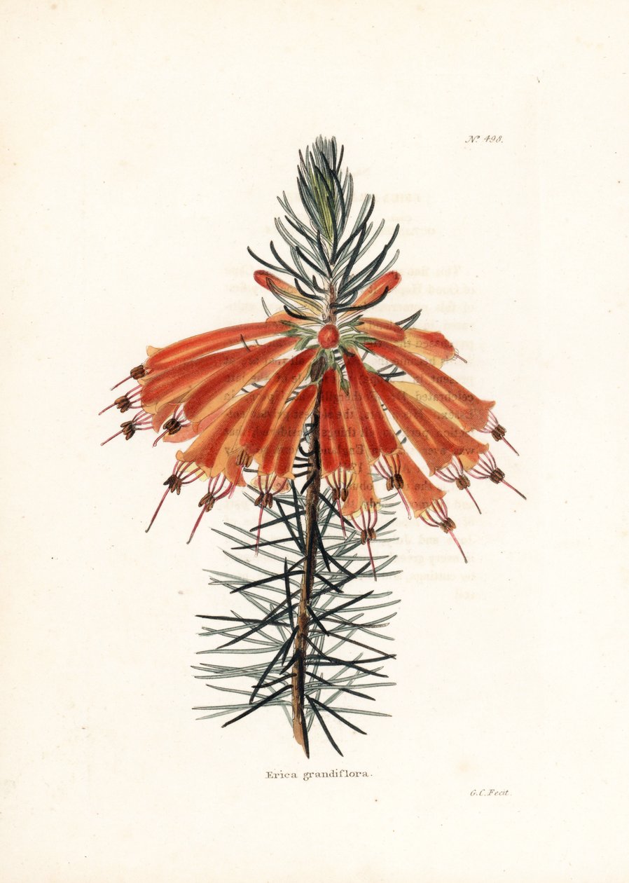 Variete de bruyere - Litografi af George Cooke, til det britiske magasin Conrad Loddiges Botanical Cabinet (1738-1826) af Unbekannter Künstler
