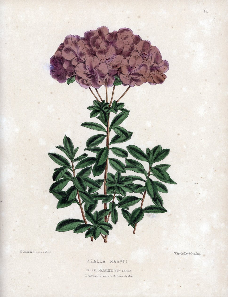 Varietet af Azalee marvel, med små halvfyldte blomster af typen Amcena, lyslilla farve. Litografi af Worthington G.Smith (1835-1917), udgivet i Floral Magazine. af Unbekannter Künstler