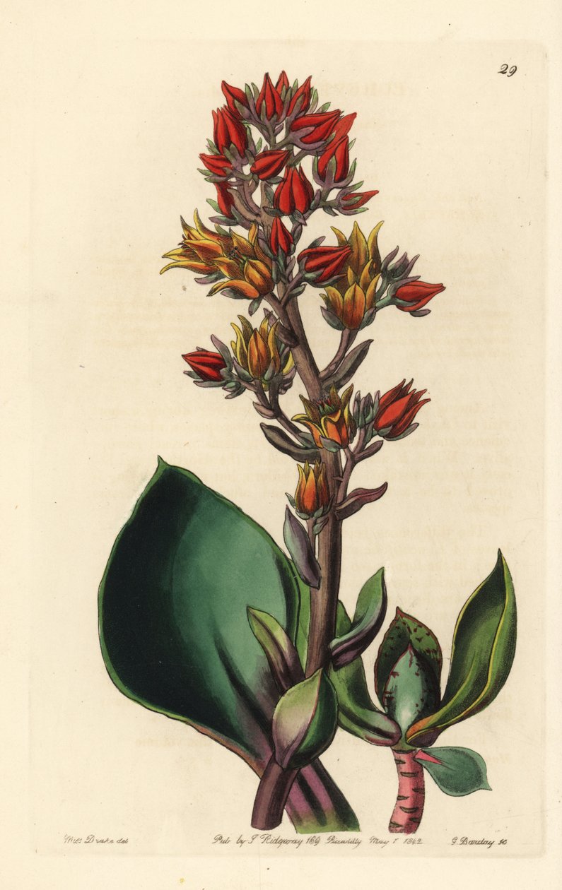 Varietet af Echeveria (sukkulent plante i Amerika) - Skarpbladet echeveria, Echeveria acutifolia. Håndkoloreret kobberstik af George Barclay efter en illustration af Miss Sarah Drake fra Edwards