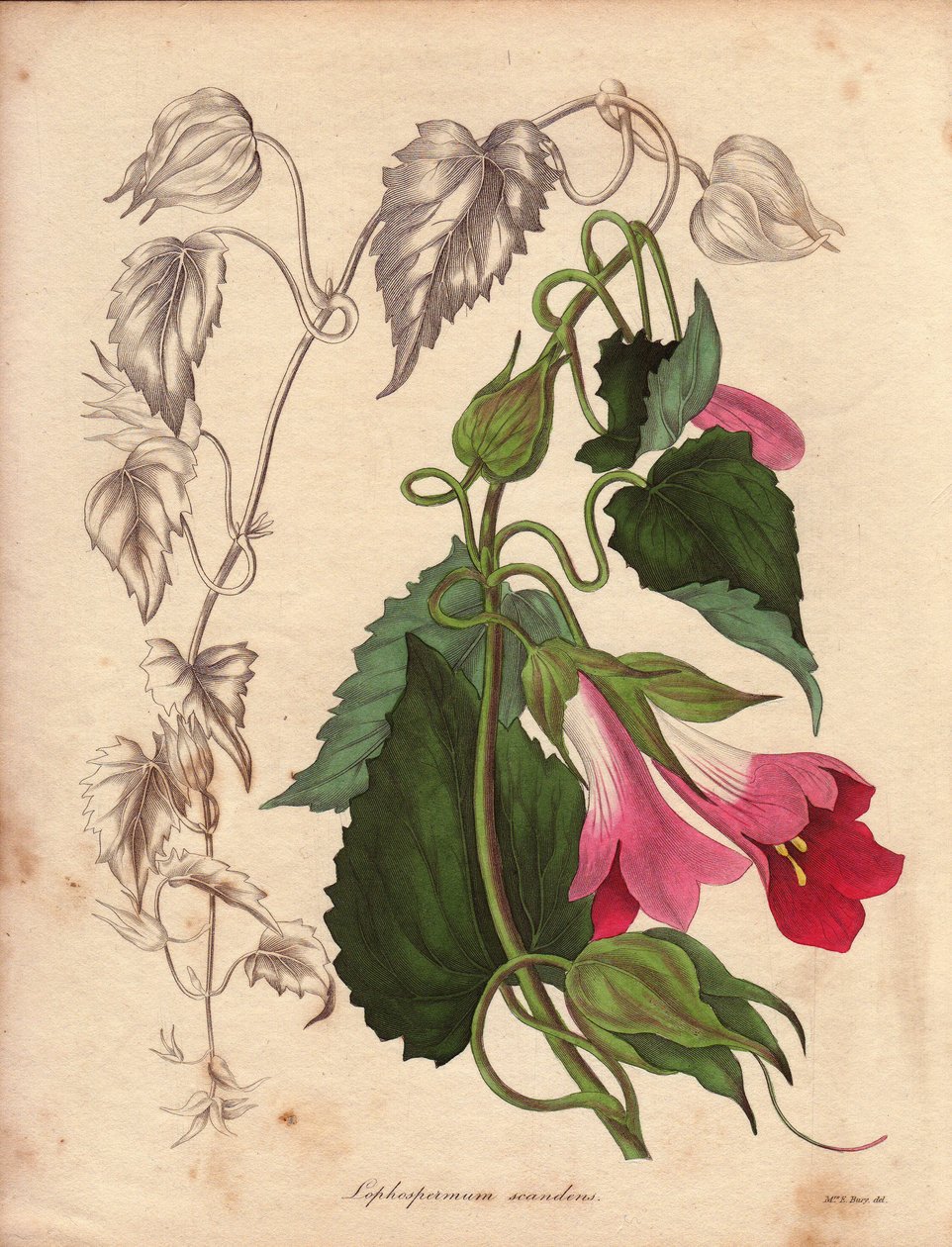 Varietet af Lophospermum (L.Scandens), klatrende med lyserøde og lilla blomster. Art opdaget af Mr. Bates, meget udbredt i buskene i Mexico. Denne plante blev dyrket i Charles Tayleures samling og var til stede i Botanisk Have i Liv. af Unbekannter Künstler