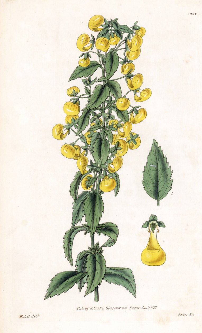 Variete of calceolaria orsmall slipper or lady purse - Smalbladet tøffelurt, Calceolaria angustiflora. Håndkoloreret kobberstik af Swan efter en illustration af William Jackson Hooker fra Samuel Curtis