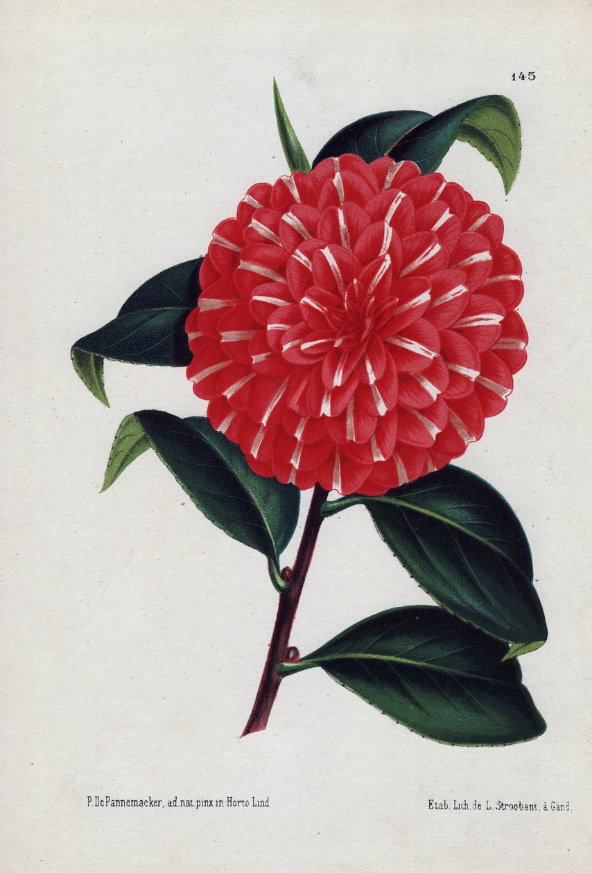 Varieté af hybridkameliaer, kaldet Caprioli, med røde blomster stribet med hvidt (Camellia japonica, Thea japonica). Illustration af P.de Pannemaeker, litografi af L.Stroobant fra Gent (Belgien), udgivet i L