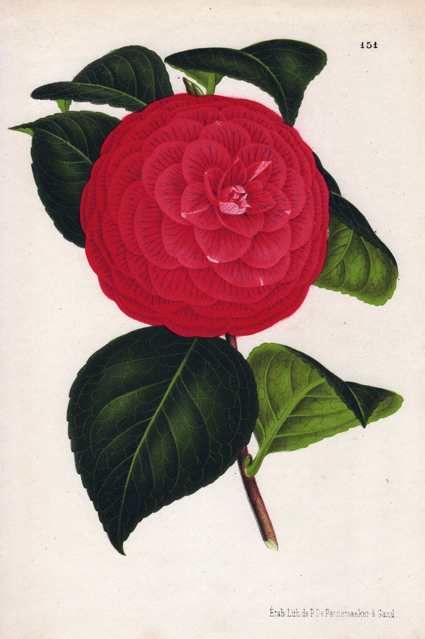 Varieté af hybridkameliaer, kaldet Marchesa Davia (Camellia japonica, Thea japonica) med røde blomster, der er årede med karmoisinrødt. Kromolitografi af P.de Pannemaeker, udgivet omkring 1880 i Gent (Belgien), i L
