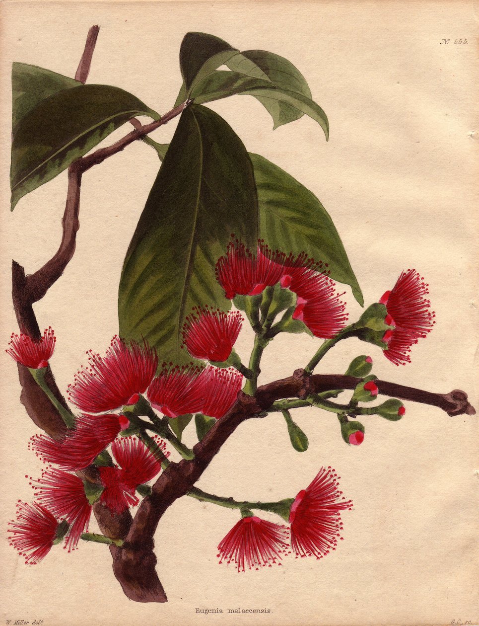 Varieté af vandæble eller pink æble med purpurrøde blomster (Eugenia malaccensis). Tropisk plante af malaysisk oprindelse. Den art, der er repræsenteret her, er ikke kun begrænset til Detroit of Malacca (Malaysia), men forekommer i hele Indien og de fleste af Unbekannter Künstler
