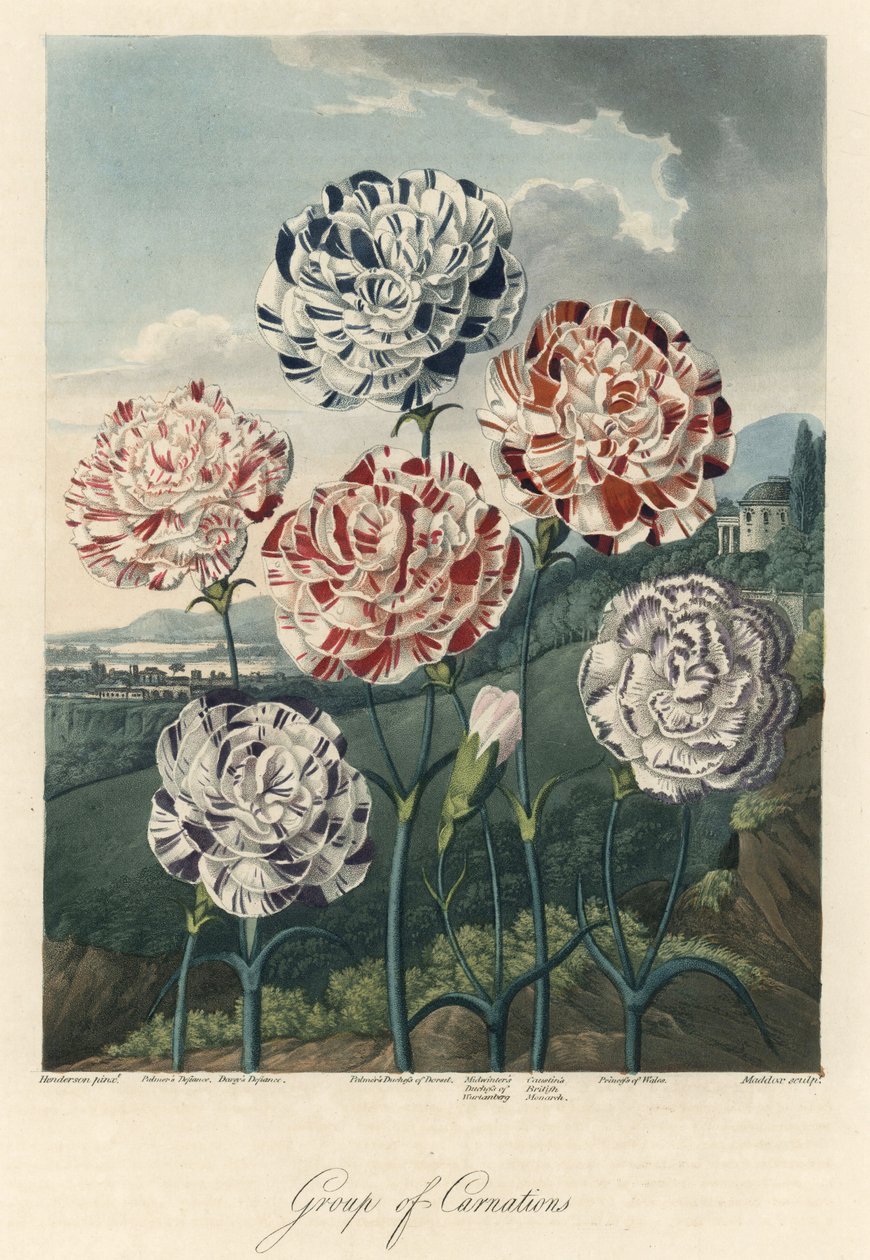 Sorter af almindelige nelliker (eller blomsternelliker eller kryddernelliker) Stærkt vand, hentet fra The Temple of Flora, af Dr. Robert Thornton (1768-1837) af Unbekannter Künstler