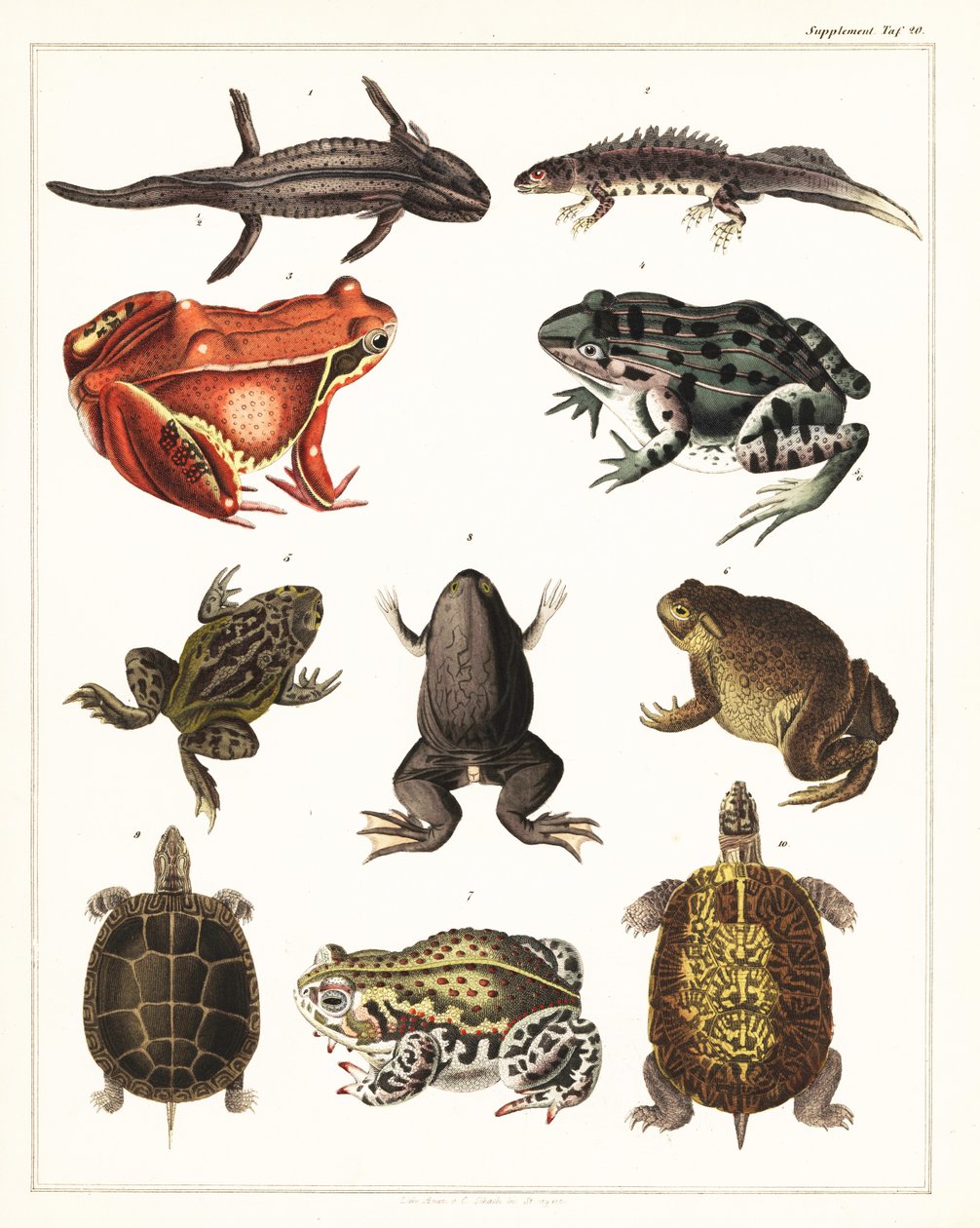 Sorter af padder, frøer og skildpadder., 1841 (litografi) af Unbekannter Künstler