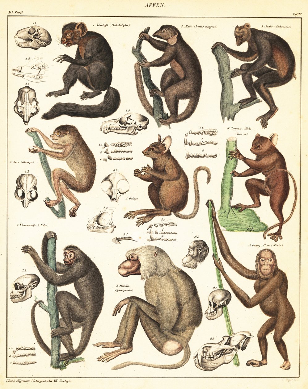 Varianter af aber. ,1841 (litografi) af Unbekannter Künstler