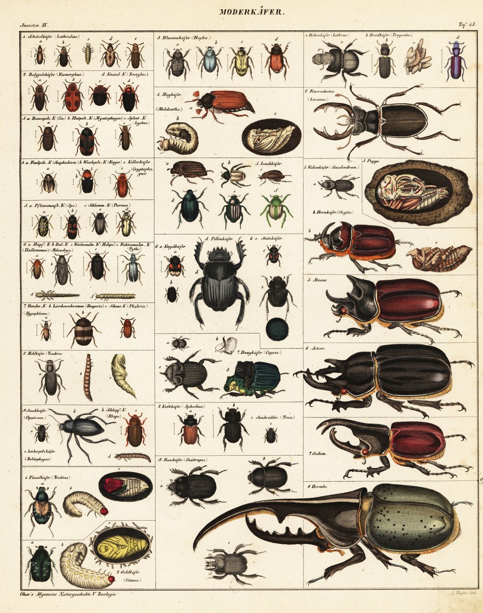 Varieteter af biller., 1841 (litografi) af Unbekannter Künstler