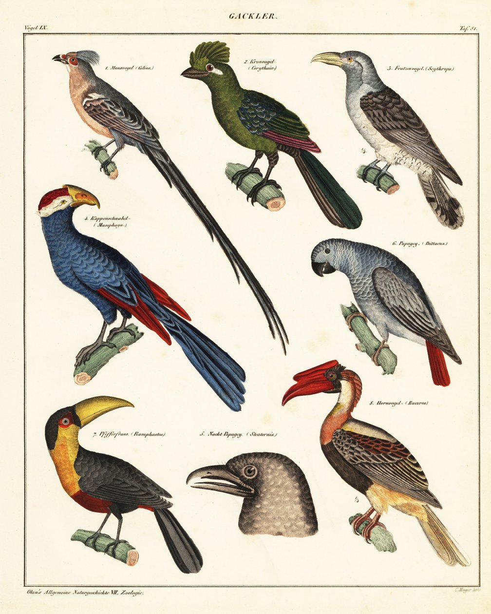 Sorter af fugle., 1841 (litografi) af Unbekannter Künstler