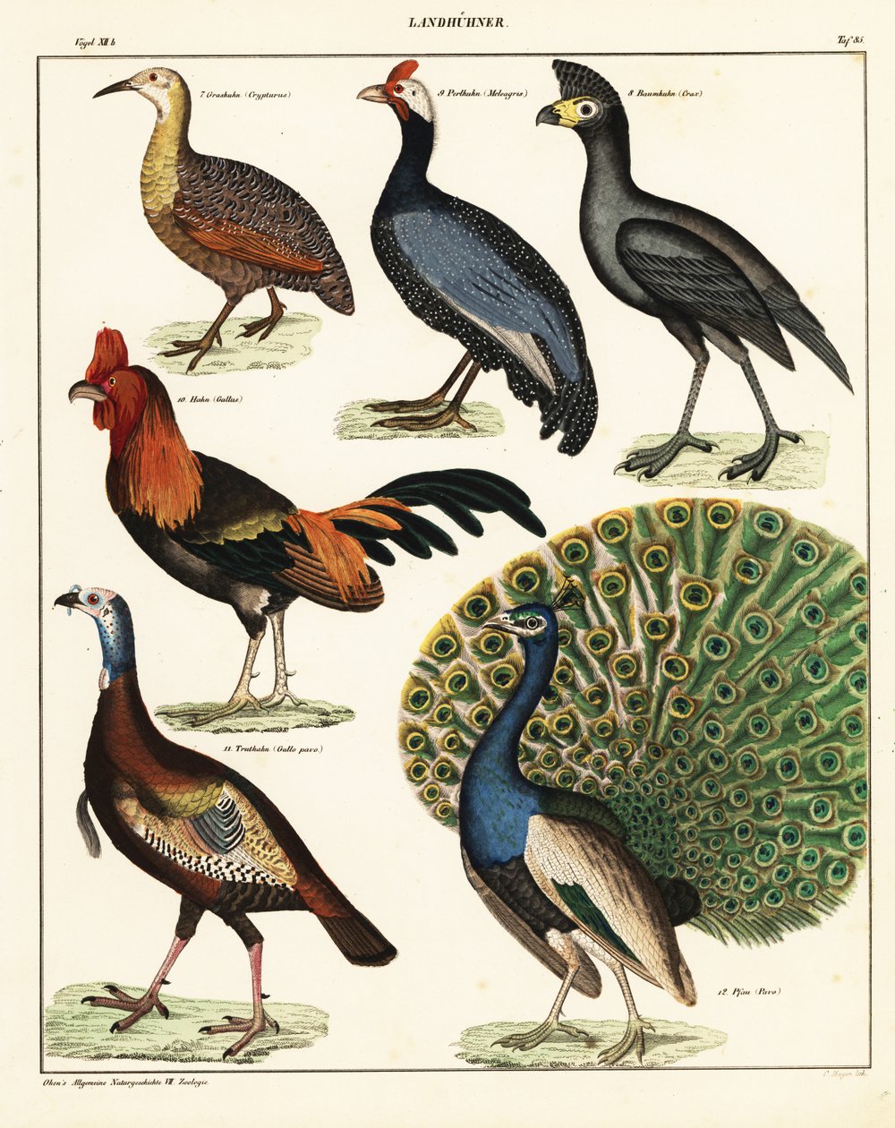 Sorter af fugle. ,1841 (litografi) af Unbekannter Künstler