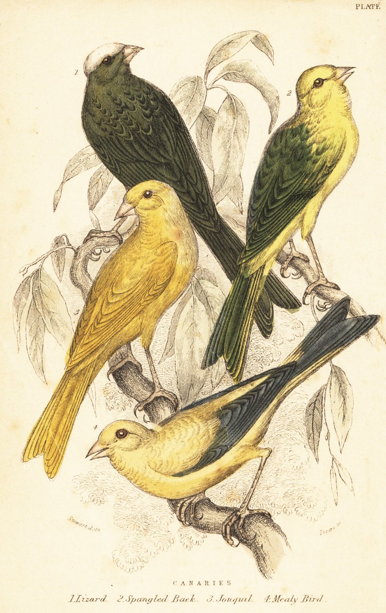 Sorter af kanariefugle, Serinus canaria domestica.1889 (gravering) af Unbekannter Künstler