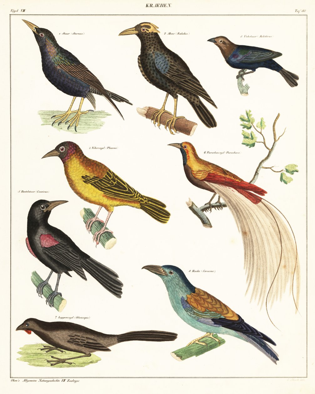 Varianter af eksotiske fugle. ,1841 (litografi) af Unbekannter Künstler