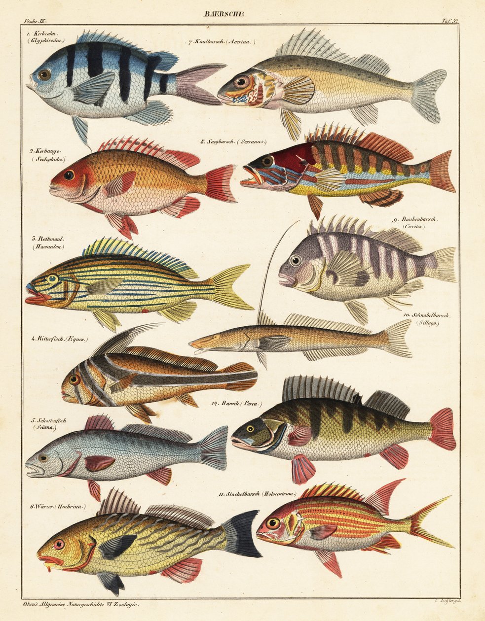 Sorter af fisk., 1841 (litografi) af Unbekannter Künstler