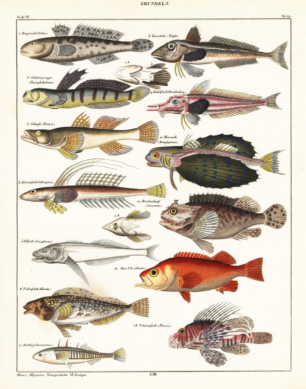 Sorter af fisk., 1841 (litografi) af Unbekannter Künstler
