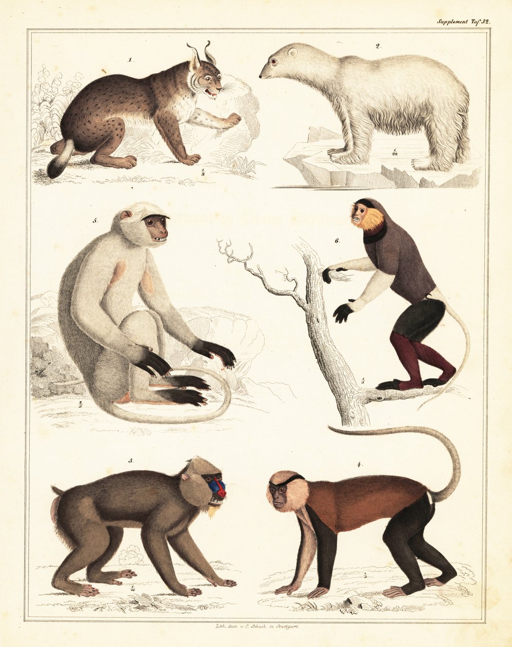 Varianter af pattedyr. ,1842 (litografi) af Unbekannter Künstler