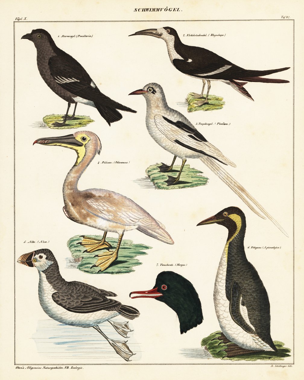 Varianter af havfugle. ,1841 (litografi) af Unbekannter Künstler