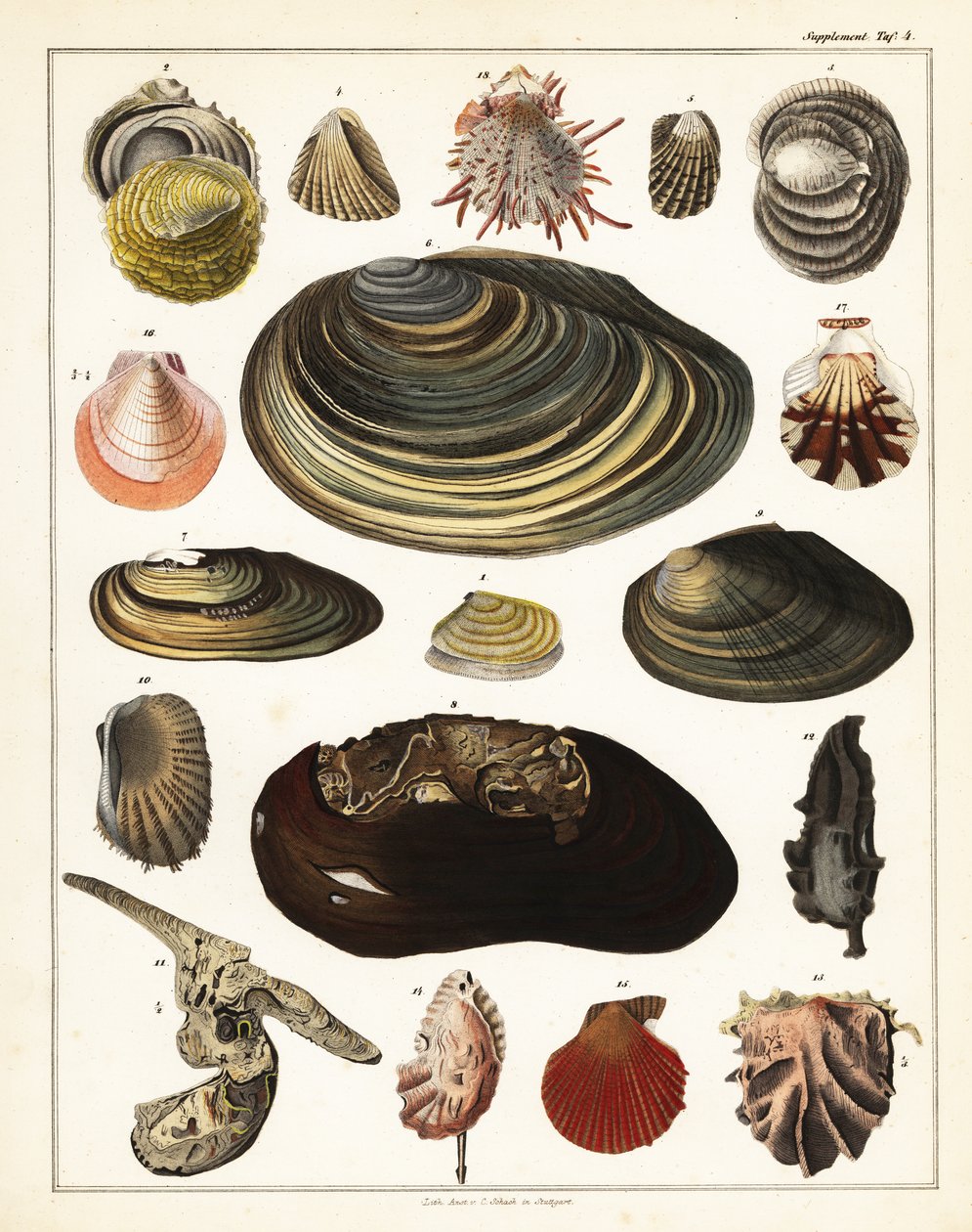 Varianter af skaller, bløddyr., 1841 (litografi) af Unbekannter Künstler