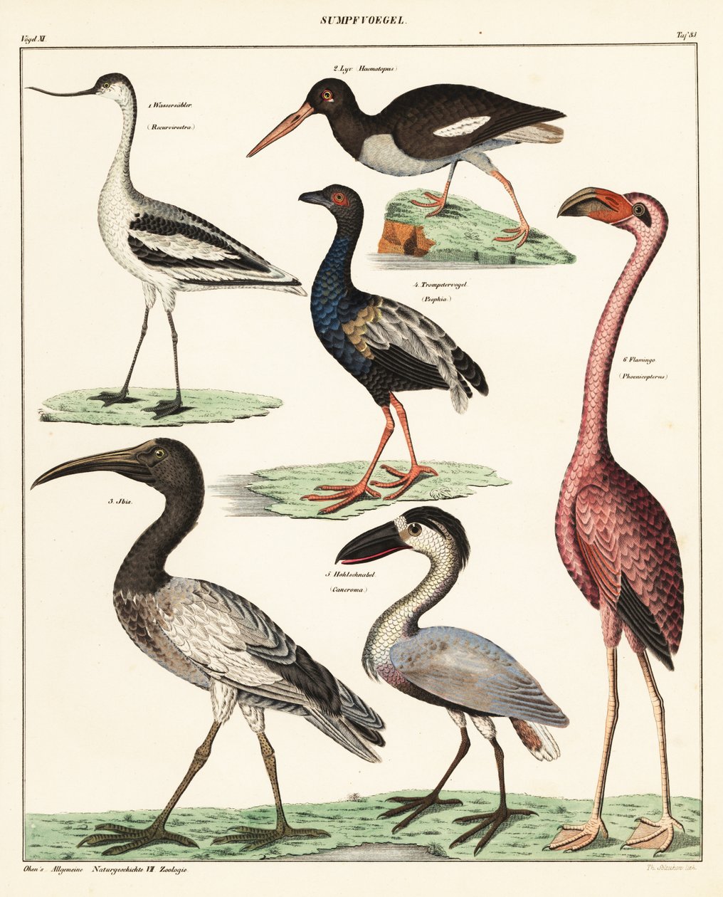 Varianter af vadefugle. ,1841 (litografi) af Unbekannter Künstler