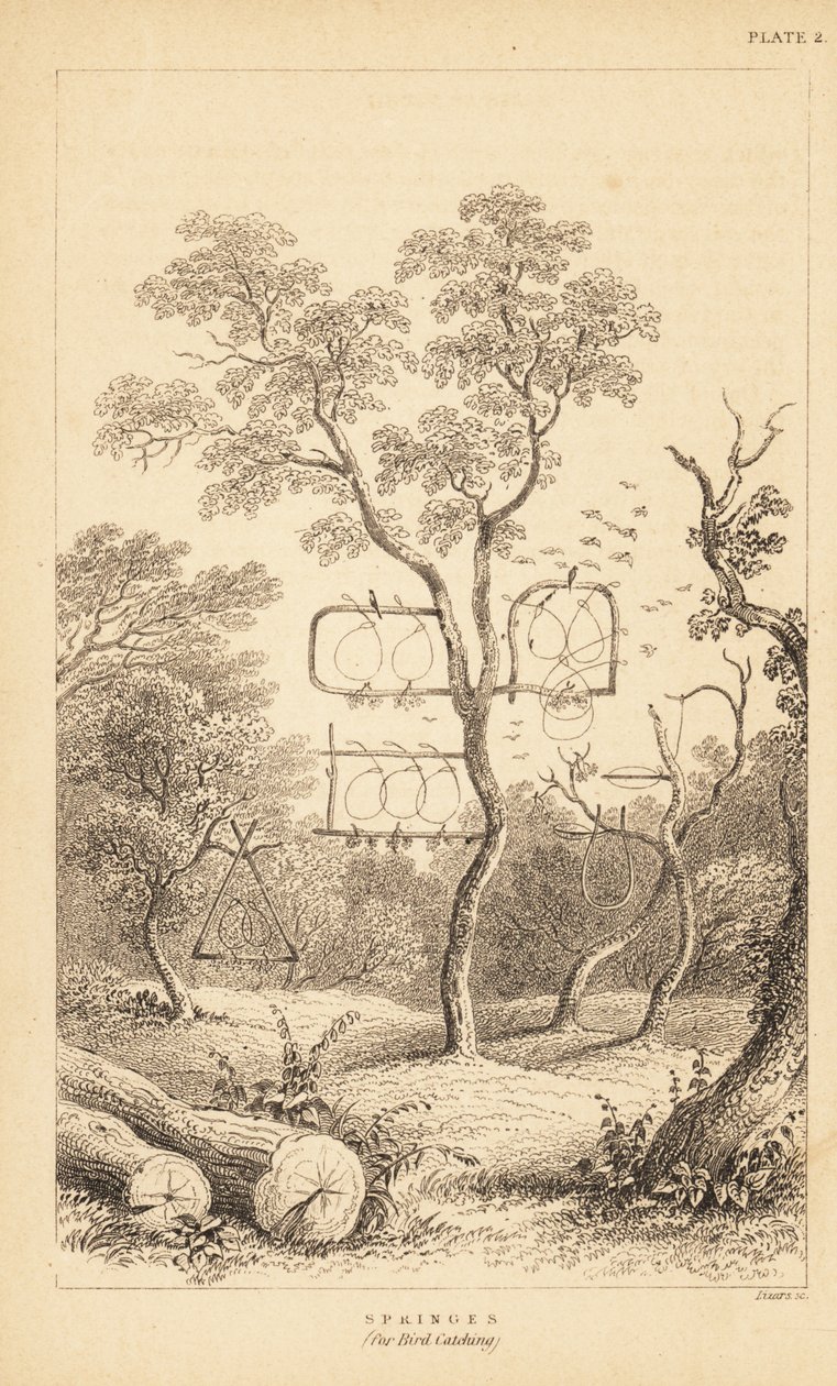 Varianter af trådfælder til fuglefangst. 1889 (gravering) af Unbekannter Künstler