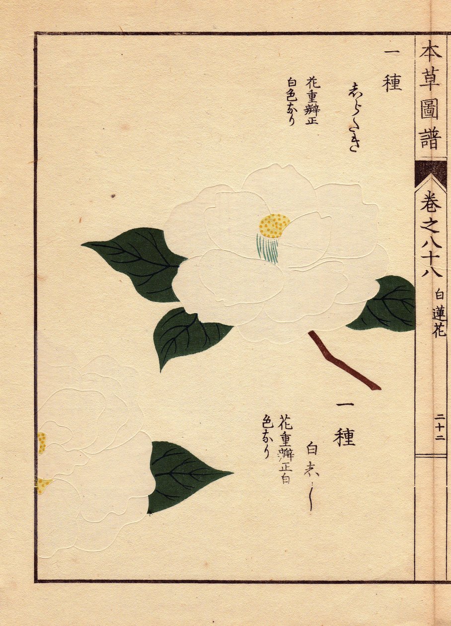 Varianter af kameliaer fra Japan (Thea japonica Nois): Shirataki og Shiroshishi, med hvide blomster. Eau forte en couleurs, træsnit af Kanen Iwasaki (1786-1842) botaniker, entomolog og japansk zoolog, udgivet i Honzo Zufu, i 1884, en illustrativ guide. af Unbekannter Künstler