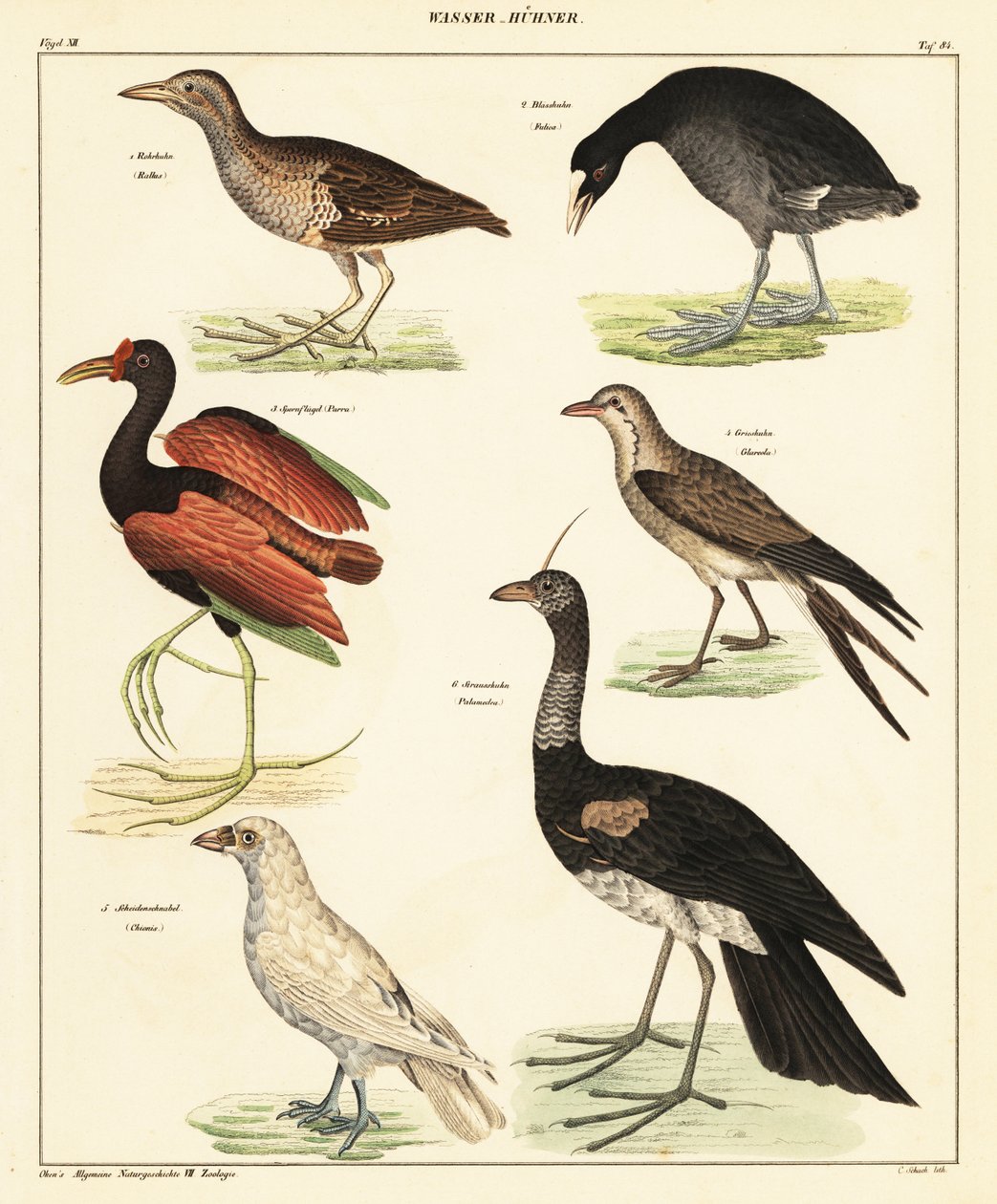 Forskellige vandfugle. ,1841 (litografi) af Unbekannter Künstler