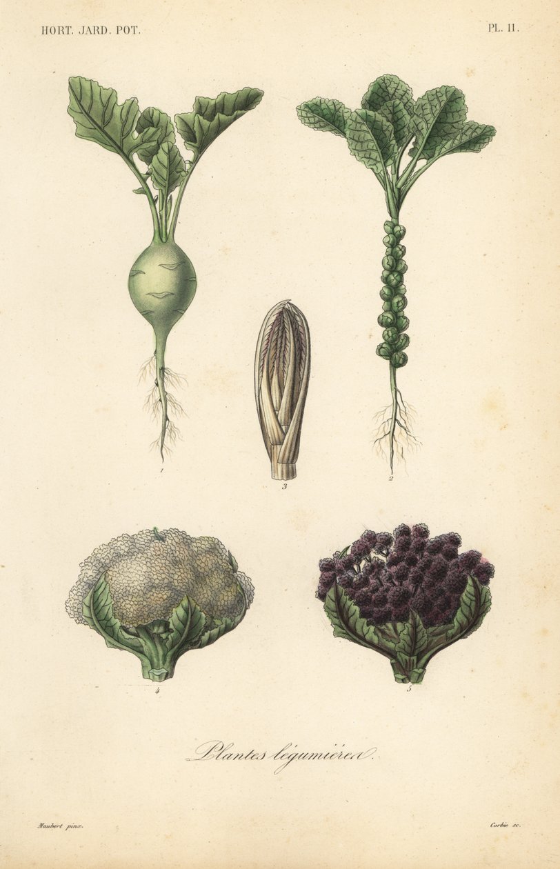 Grøntsager, Plantes legumieres af Unbekannt
