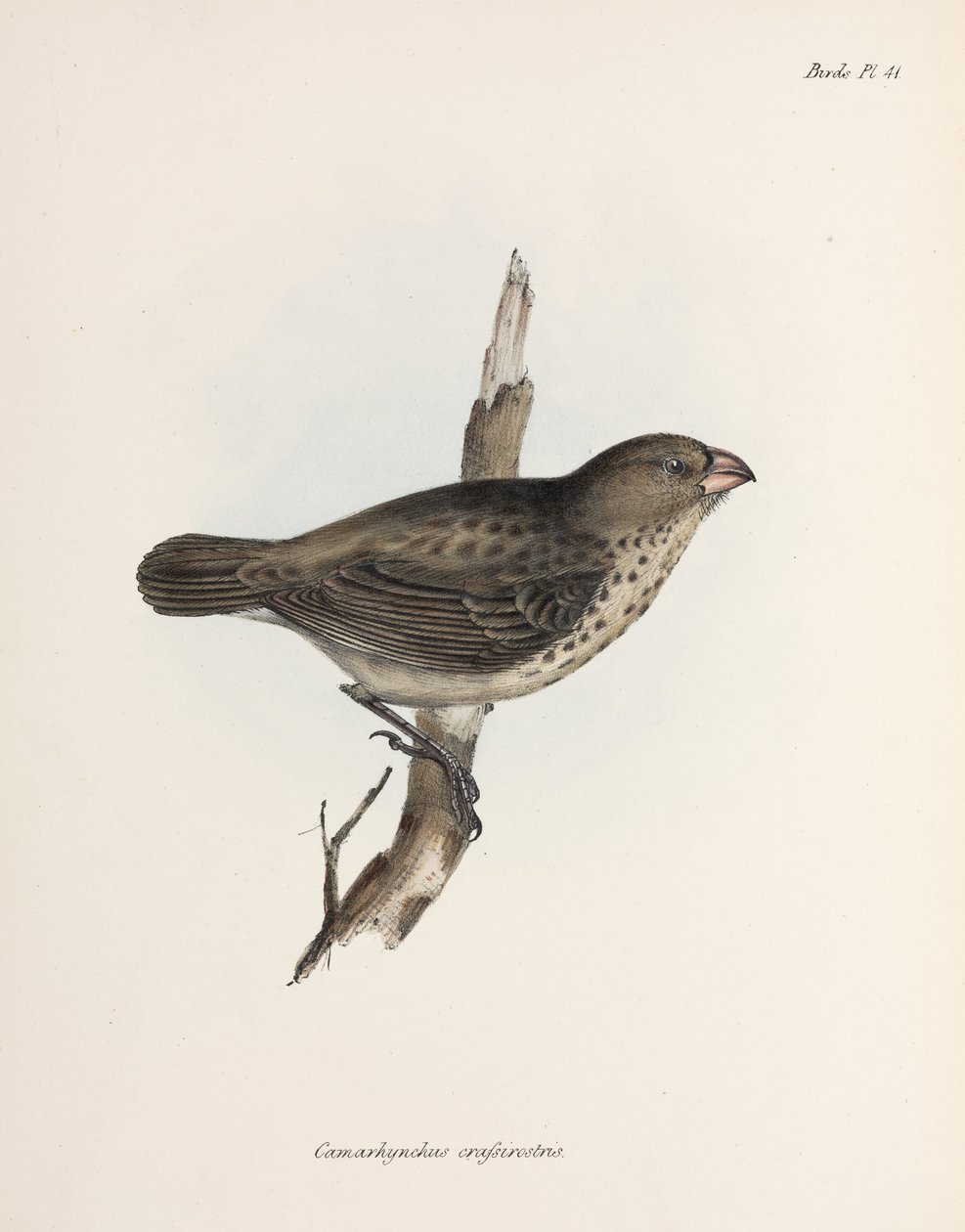Vegetarfink, Galapagosøerne, ca. 1832-1836 af Unbekannt