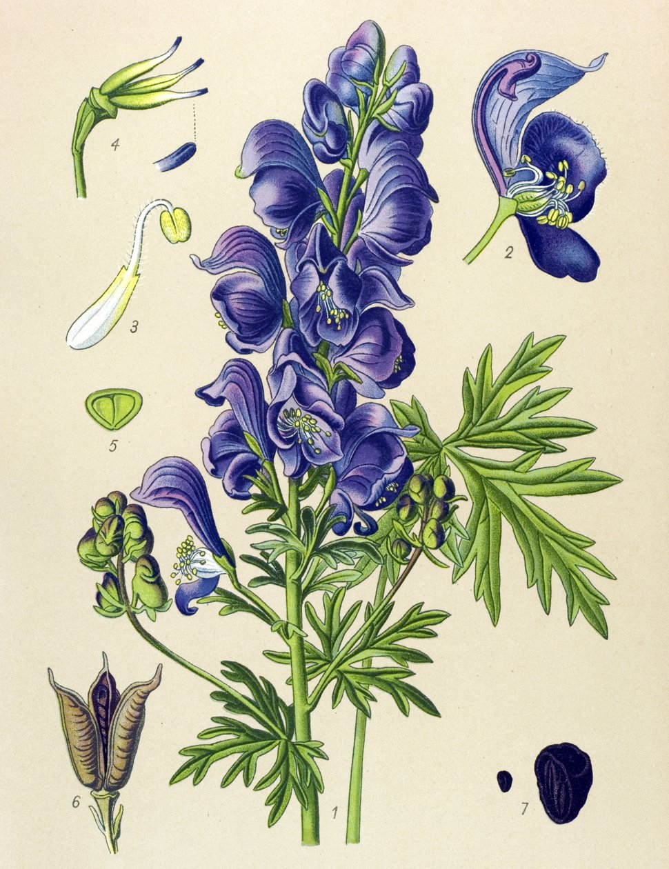 Giftig (giftig) og lægeplante: Aconit napel (Aconitum napellus) af Unbekannter Künstler