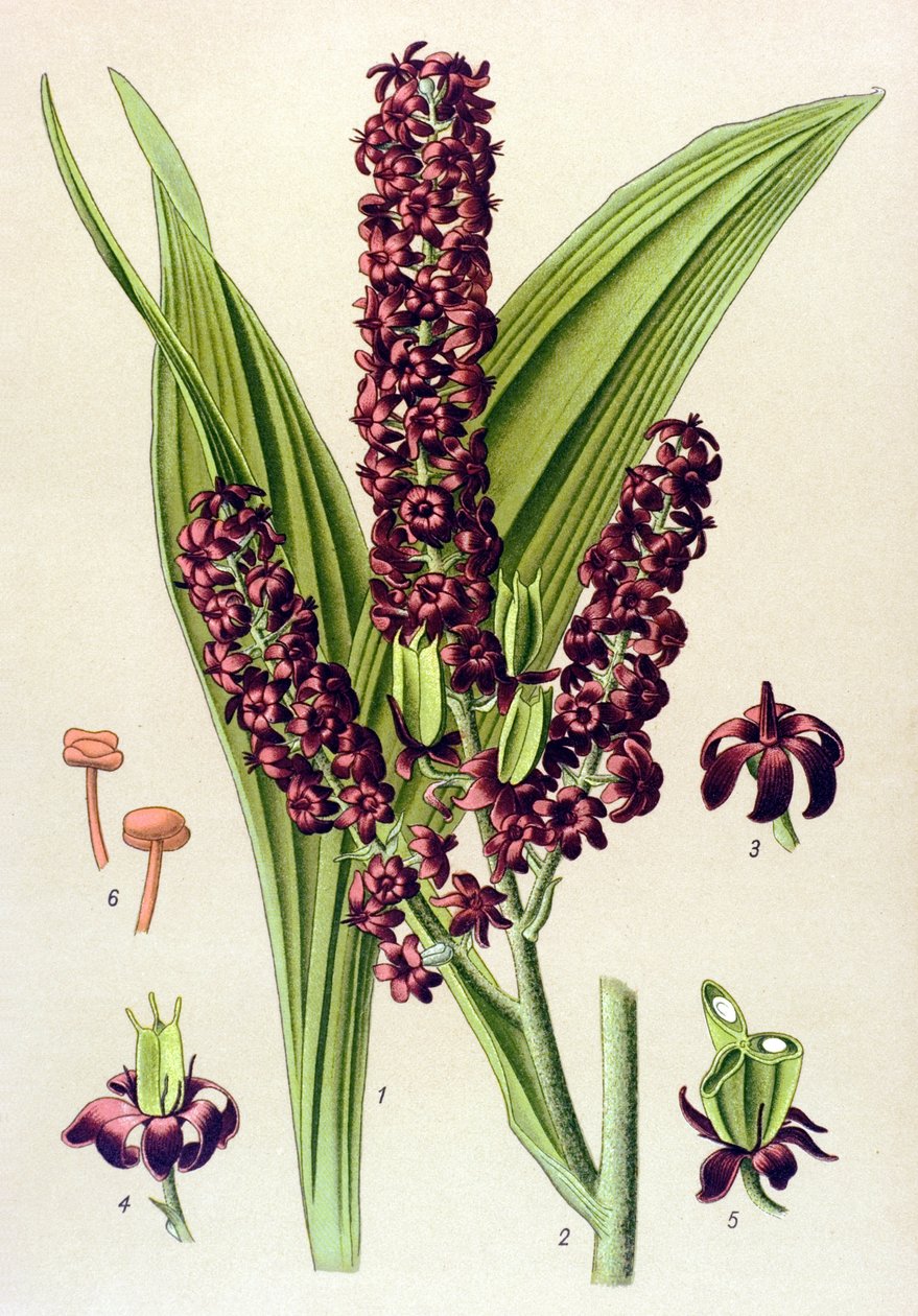 Giftig plante (giftig): Sort veratre (Veratrum nigrum) af Unbekannter Künstler
