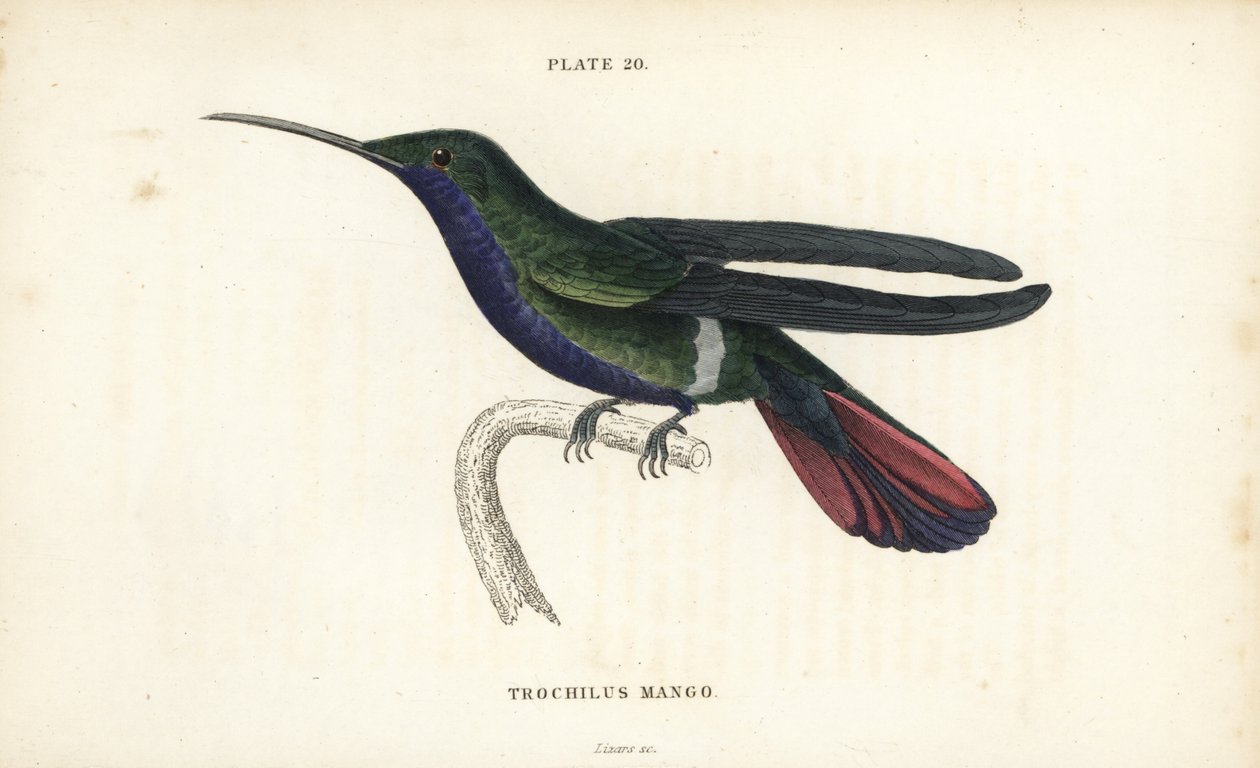 Veraguan mango, Anthracothorax veraguensis (Mango kolibri, Trochilus mango). Håndkoloreret stålstik af William Lizars fra Sir William Jardine